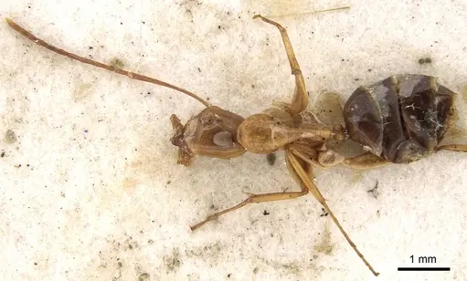 Colobopsis polynesica - CASENT0906980