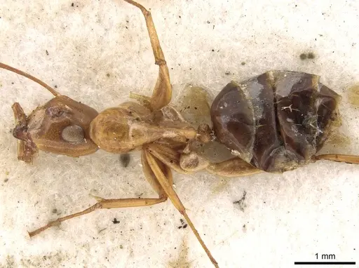 Colobopsis polynesica - CASENT0906980