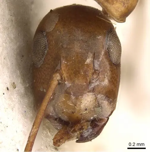 Colobopsis polynesica - CASENT0906980