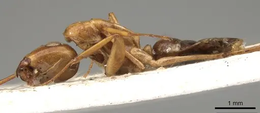 Colobopsis polynesica - CASENT0906980