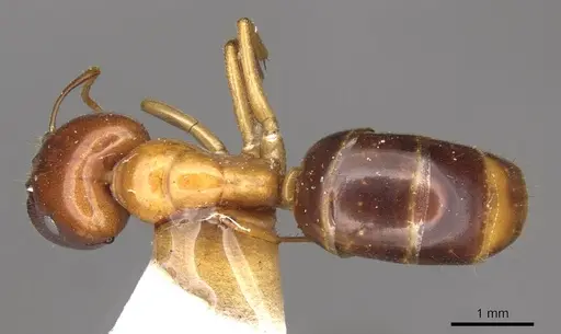 Colobopsis polynesica - CASENT0910585