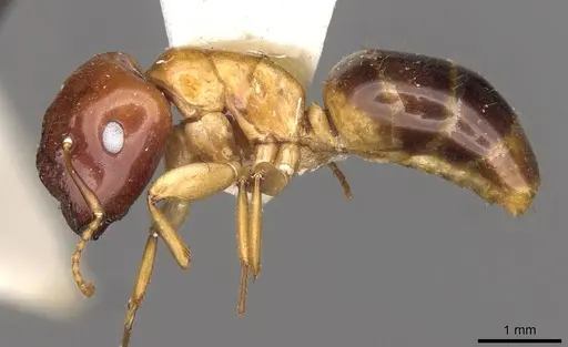 Colobopsis polynesica - CASENT0910585