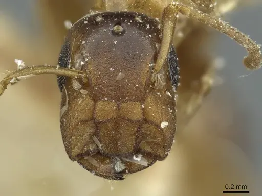 Colobopsis pylora specimen