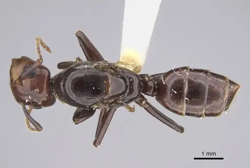 Colobopsis quadriceps specimen