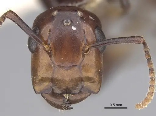 Colobopsis quadriceps specimen