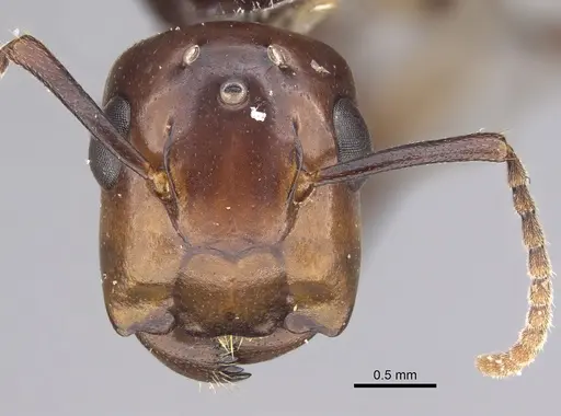 Colobopsis quadriceps specimen