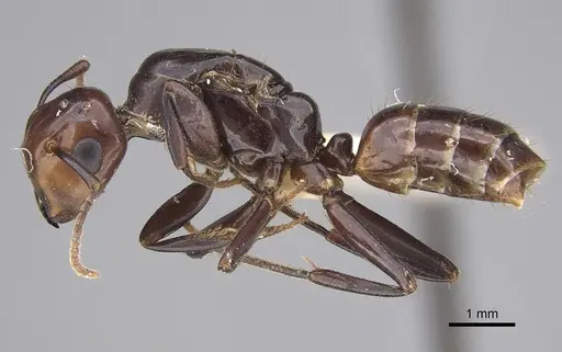 Colobopsis quadriceps - CASENT0217690