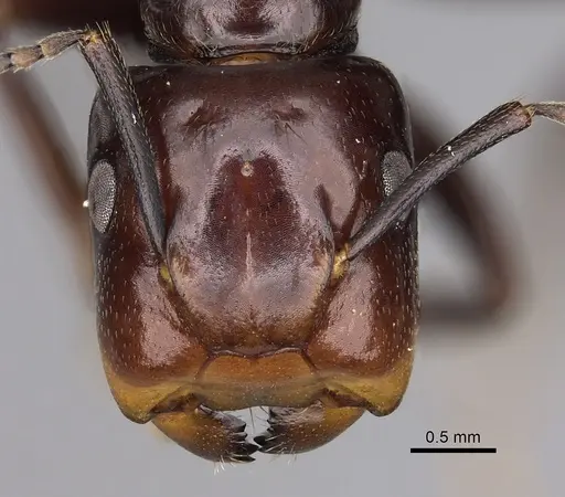 Colobopsis quadriceps - CASENT0280263