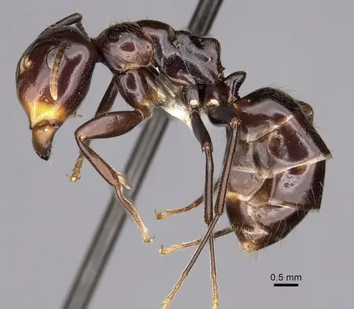 Colobopsis quadriceps - CASENT0280263