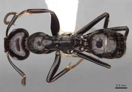 Colobopsis quadriceps - CASENT0280264