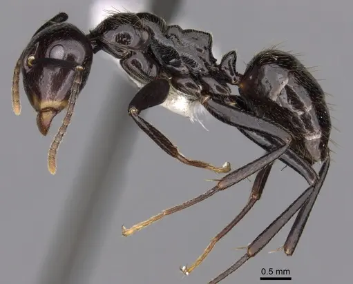 Colobopsis quadriceps - CASENT0280264