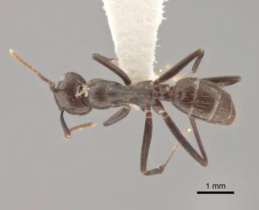 Colobopsis quadriceps - CASENT0886713