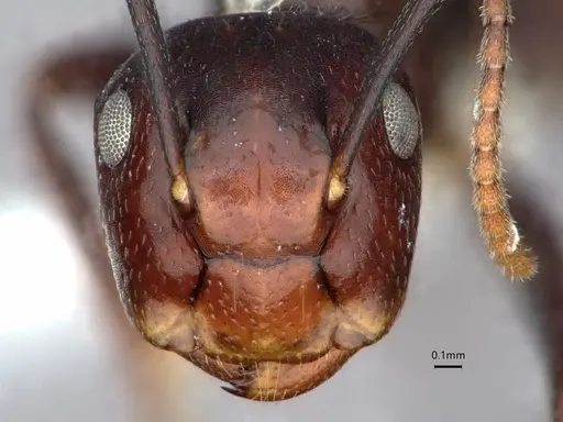 Colobopsis quadriceps - CASENT0886713