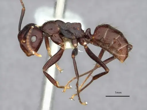 Colobopsis quadriceps - CASENT0886713