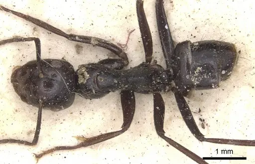 Colobopsis quadriceps - CASENT0901909