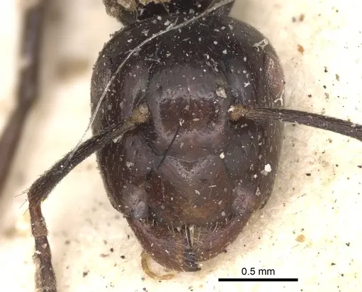 Colobopsis quadriceps - CASENT0901909