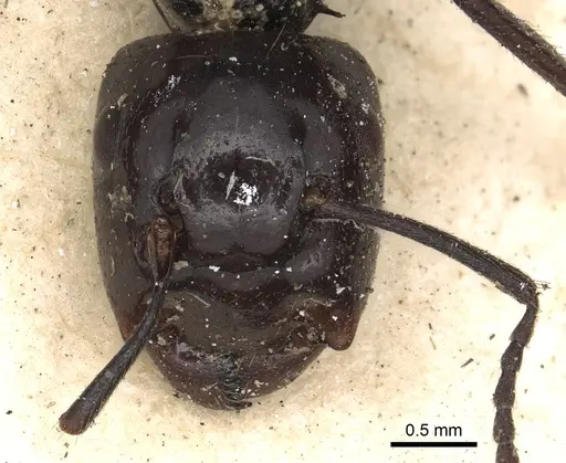 Colobopsis quadriceps - CASENT0901971