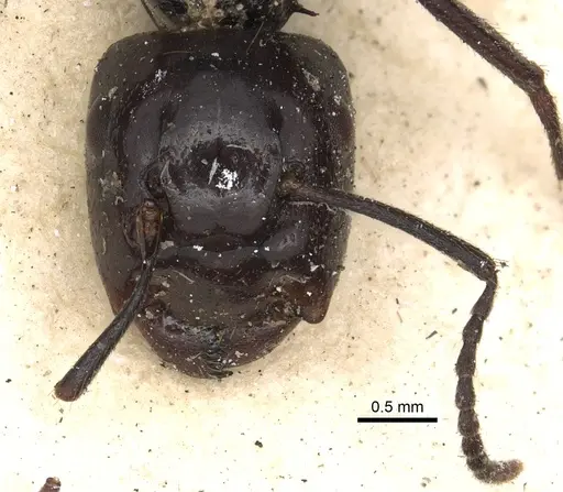 Colobopsis quadriceps - CASENT0901971