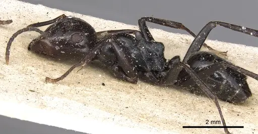 Colobopsis quadriceps - CASENT0901971