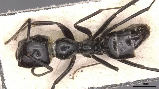 Colobopsis quadriceps - CASENT0905469