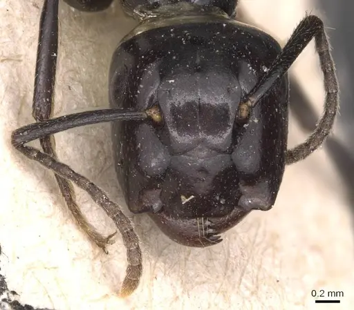 Colobopsis quadriceps - CASENT0905469