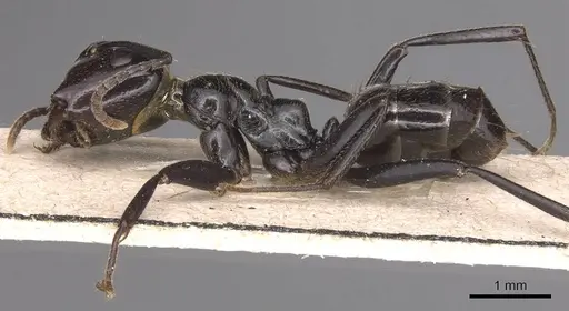 Colobopsis quadriceps - CASENT0905469