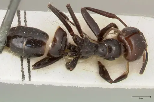 Colobopsis quadriceps - FOCOL0461