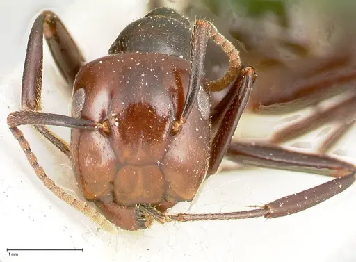 Colobopsis quadriceps - FOCOL0461