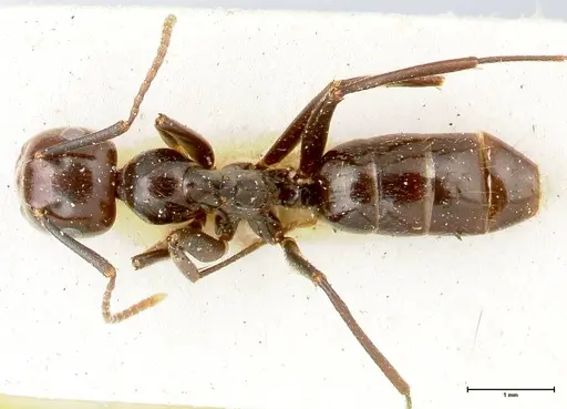 Colobopsis quadriceps - FOCOL0462