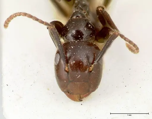 Colobopsis quadriceps - FOCOL0462