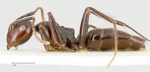 Colobopsis quadriceps - FOCOL0462