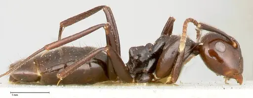 Colobopsis quadriceps - FOCOL0462