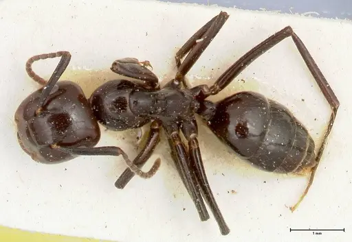 Colobopsis quadriceps - FOCOL0463