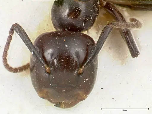 Colobopsis quadriceps - FOCOL0463