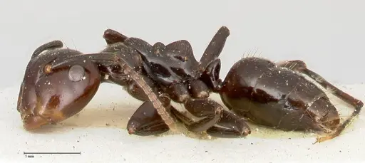 Colobopsis quadriceps - FOCOL0463