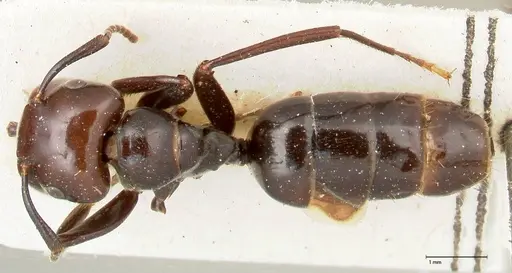 Colobopsis quadriceps - FOCOL0464