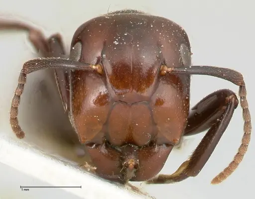 Colobopsis quadriceps - FOCOL0464