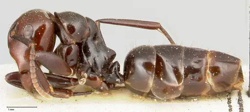 Colobopsis quadriceps - FOCOL0464