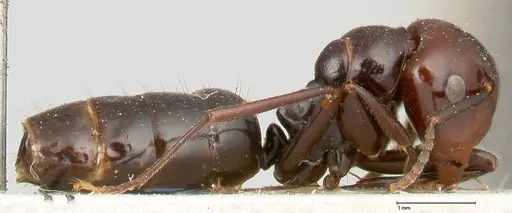 Colobopsis quadriceps - FOCOL0464