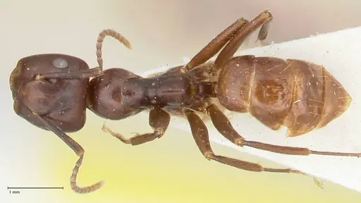 Colobopsis quadriceps - FOCOL2511