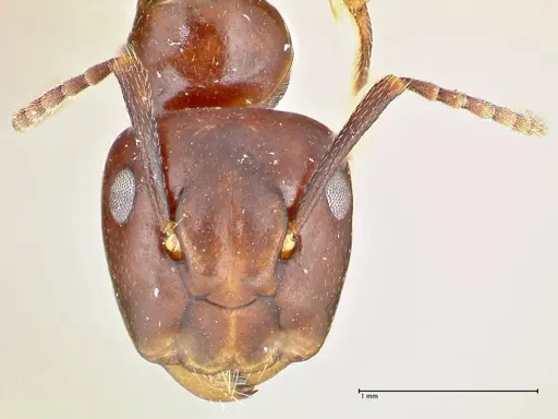 Colobopsis quadriceps - FOCOL2511