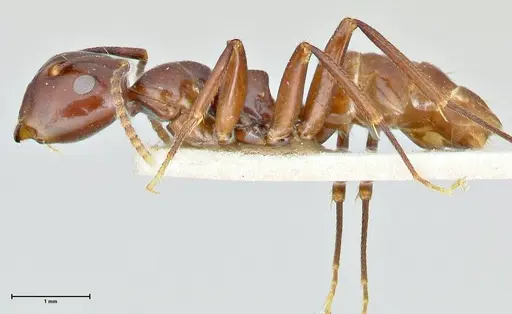 Colobopsis quadriceps - FOCOL2511