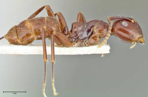 Colobopsis quadriceps - FOCOL2511