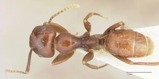 Colobopsis quadriceps - FOCOL2512