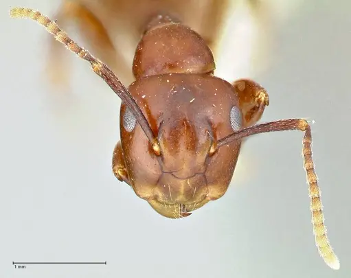 Colobopsis quadriceps - FOCOL2512