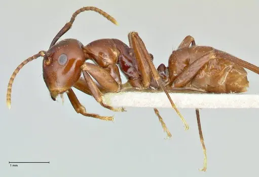 Colobopsis quadriceps - FOCOL2512