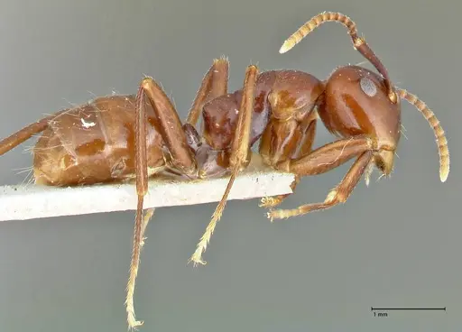 Colobopsis quadriceps - FOCOL2512