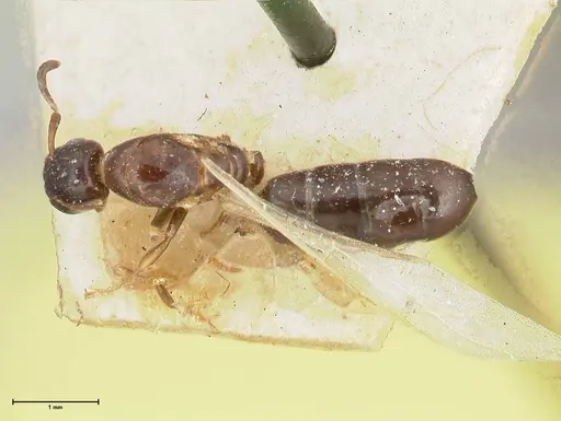 Colobopsis reepeni specimen