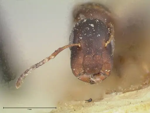 Colobopsis reepeni specimen