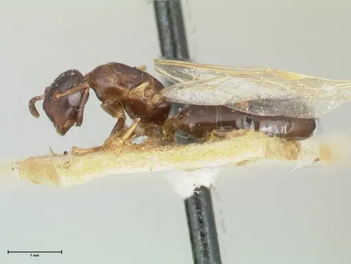 Colobopsis reepeni specimen